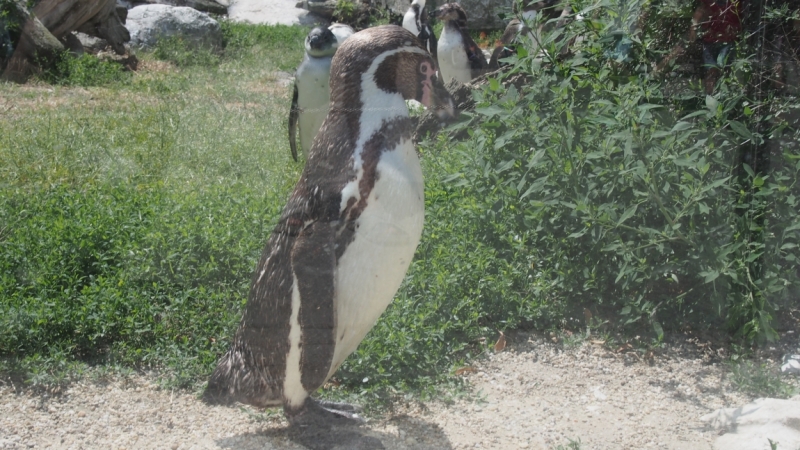 Холодно, теплее, горячо. Москва - Эстония и далее Хорватия. 7 путешествие Поли.