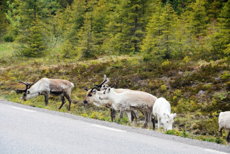 Норвегия сквозь солнечные очки. Водопады, фьорды, озера, ледники. Май-Июнь 2016