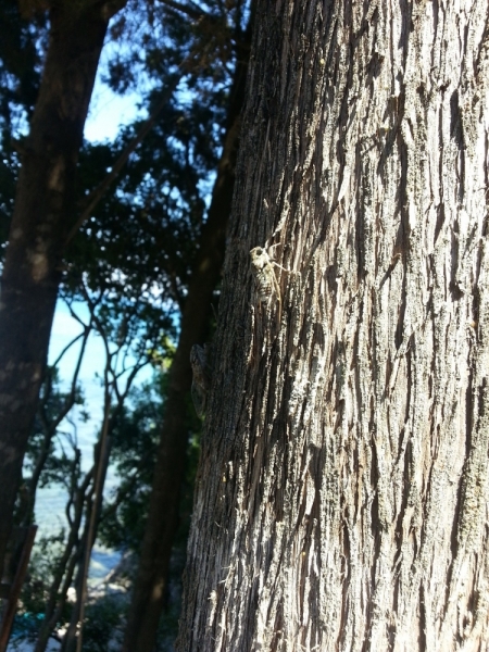 Корфу 2016 семейный отдых, пляж, посещения. Понравилось на Корфу.