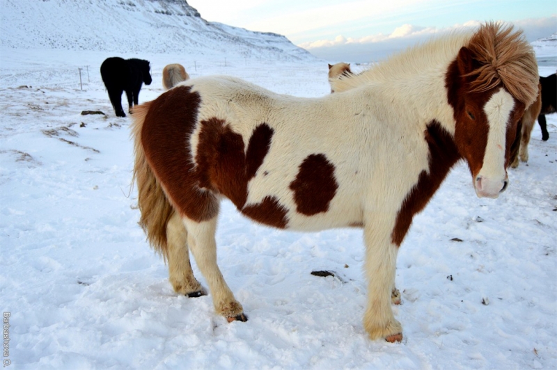 Новогодние каникулы-2017 в Исландии