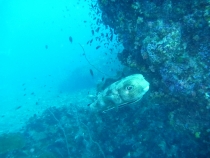 отчёт о полуторамесячном путешествии по Таиланду