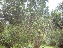 отчёт о полуторамесячном путешествии по Таиланду