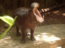 отчёт о полуторамесячном путешествии по Таиланду