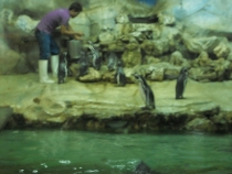 отчёт о полуторамесячном путешествии по Таиланду