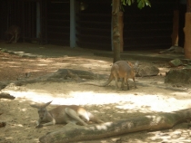 отчёт о полуторамесячном путешествии по Таиланду