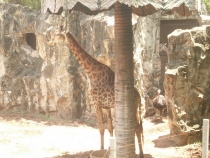 отчёт о полуторамесячном путешествии по Таиланду