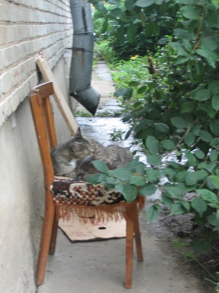 Поговорим о кошках40