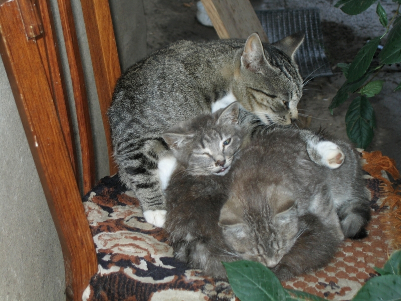 Поговорим о кошках40