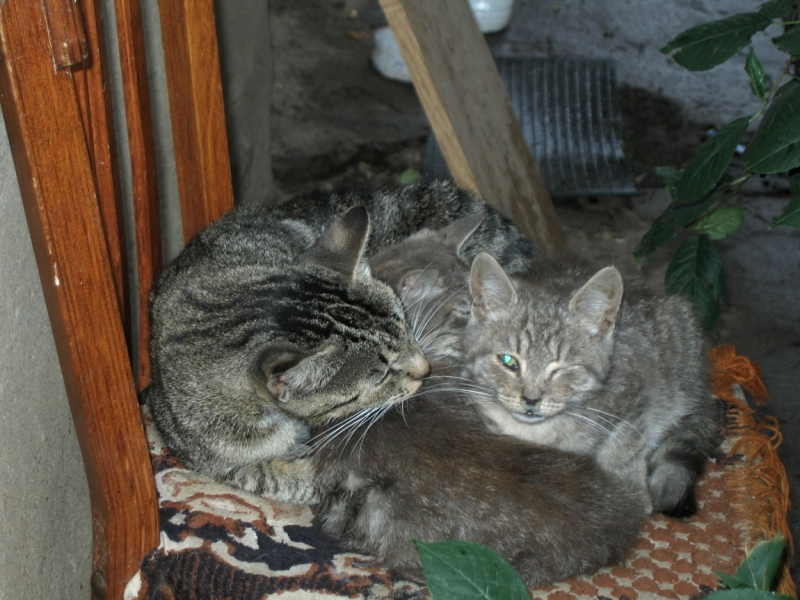 Поговорим о кошках40