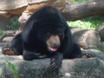 отчёт о полуторамесячном путешествии по Таиланду