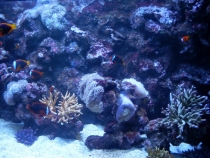 отчёт о полуторамесячном путешествии по Таиланду