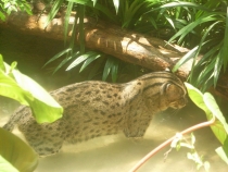 отчёт о полуторамесячном путешествии по Таиланду