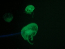 отчёт о полуторамесячном путешествии по Таиланду