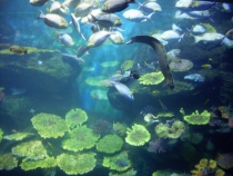 отчёт о полуторамесячном путешествии по Таиланду