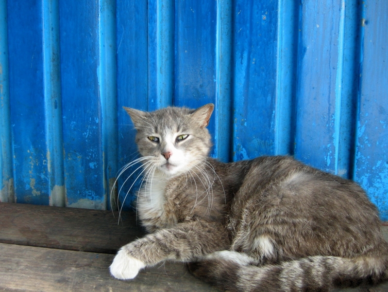 Поговорим о кошках40