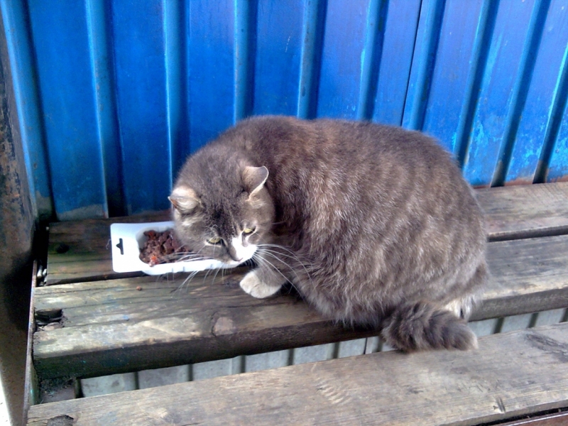 Поговорим о кошках40