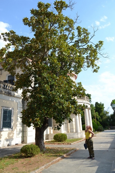 Корфу 2016г. или брачные песни цикад