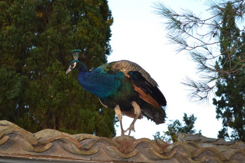 Корфу 2016г. или брачные песни цикад