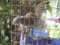 отчёт о полуторамесячном путешествии по Таиланду