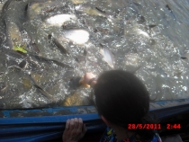 карпы в реке Чао-Прая, Бангкок.JPG