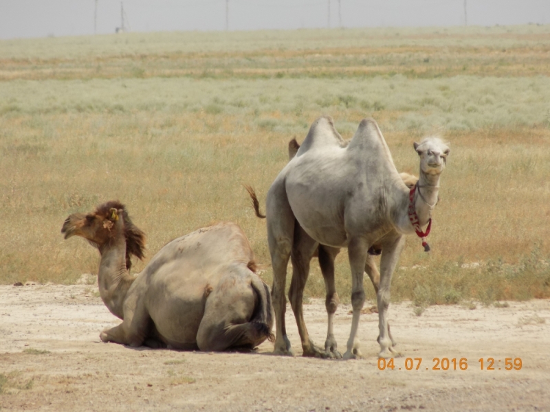 Автопробег по Средней Азии.  Россия - Казахстан – Узбекистан – Таджикистан