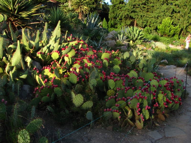 Западный берег Крыма: мыс Тарханкут, пещерные города, Севастополь и Форос. Май 2016