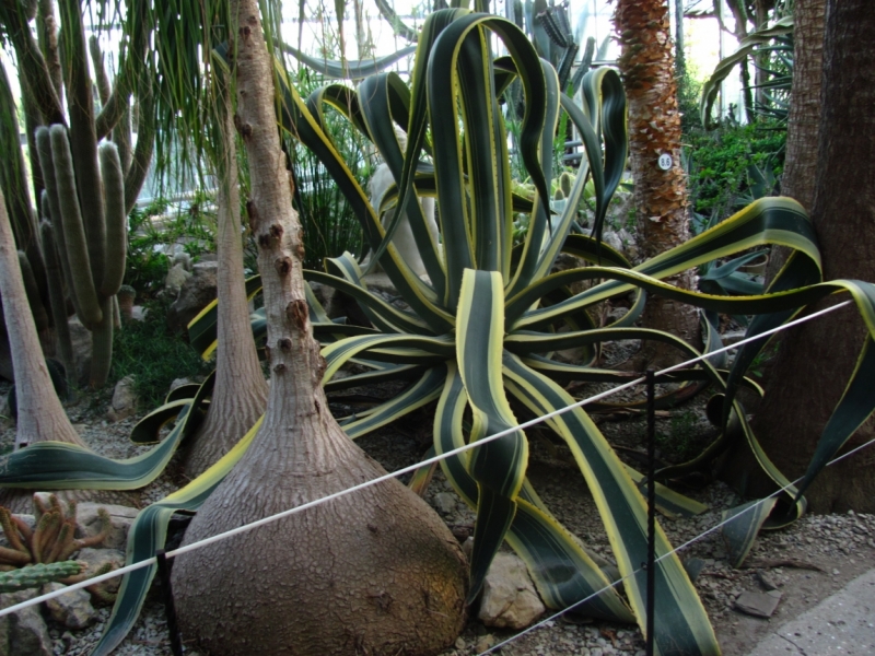 Западный берег Крыма: мыс Тарханкут, пещерные города, Севастополь и Форос. Май 2016