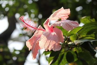 Из Москвы на побережье Адриатики в Италии. Москва - Лидо-Альтанеа - Москва