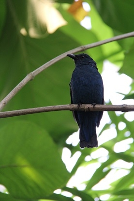 Из Москвы на побережье Адриатики в Италии. Москва - Лидо-Альтанеа - Москва