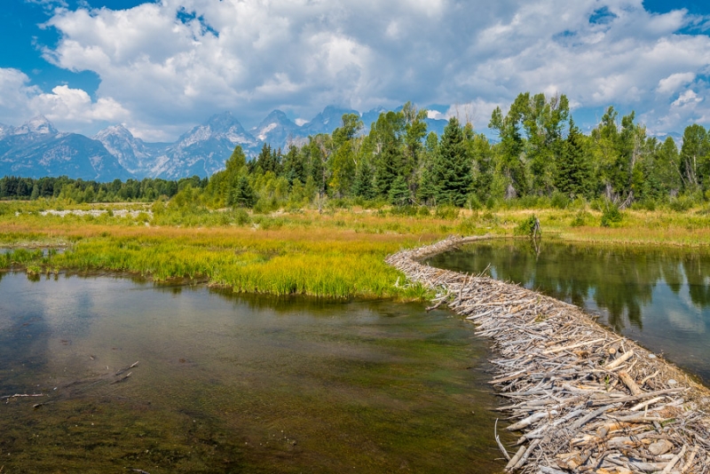 Grand Teton и Yellowstone: мультисемейный тур с элементами горного туризма и алкоголизма