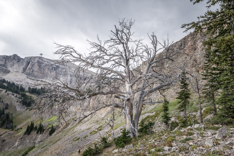 Grand Teton и Yellowstone: мультисемейный тур с элементами горного туризма и алкоголизма