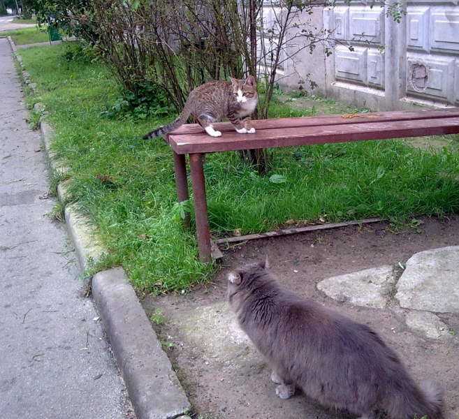 Поговорим о кошках41