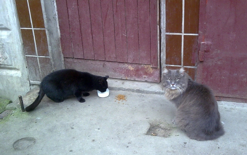 Поговорим о кошках41