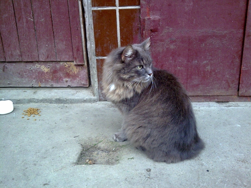 Поговорим о кошках41