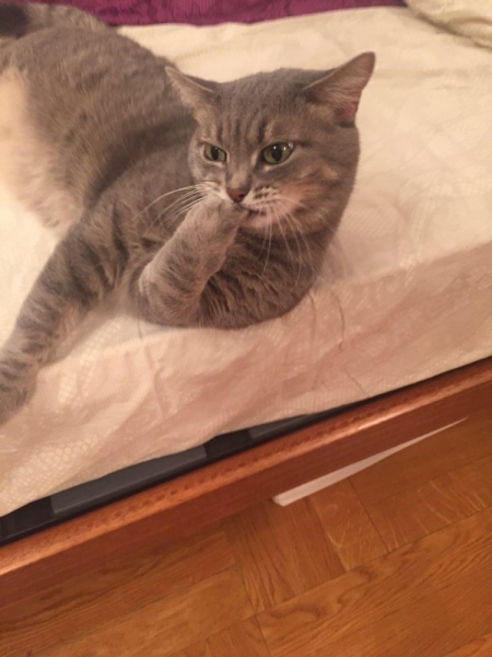 Поговорим о кошках41