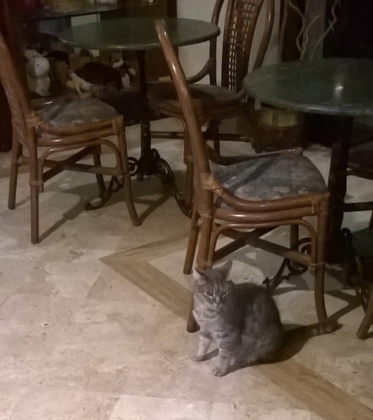 Поговорим о кошках41