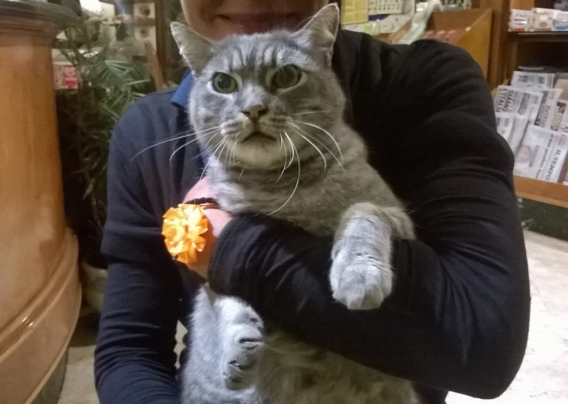 Поговорим о кошках41