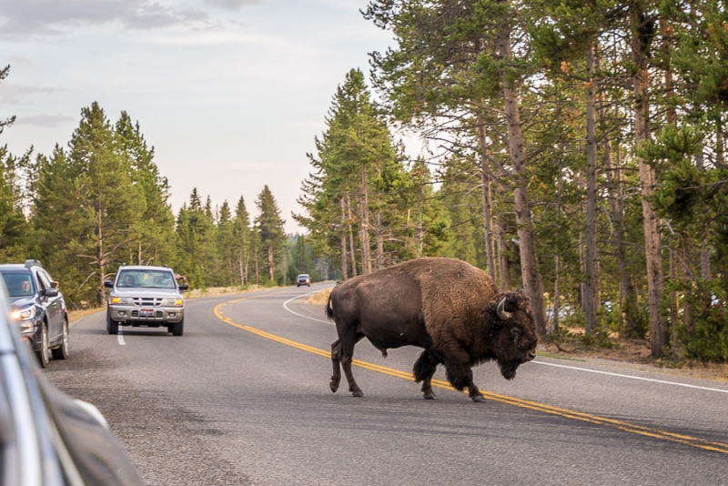 Grand Teton и Yellowstone: мультисемейный тур с элементами горного туризма и алкоголизма