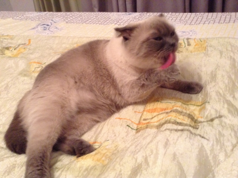 Поговорим о кошках41