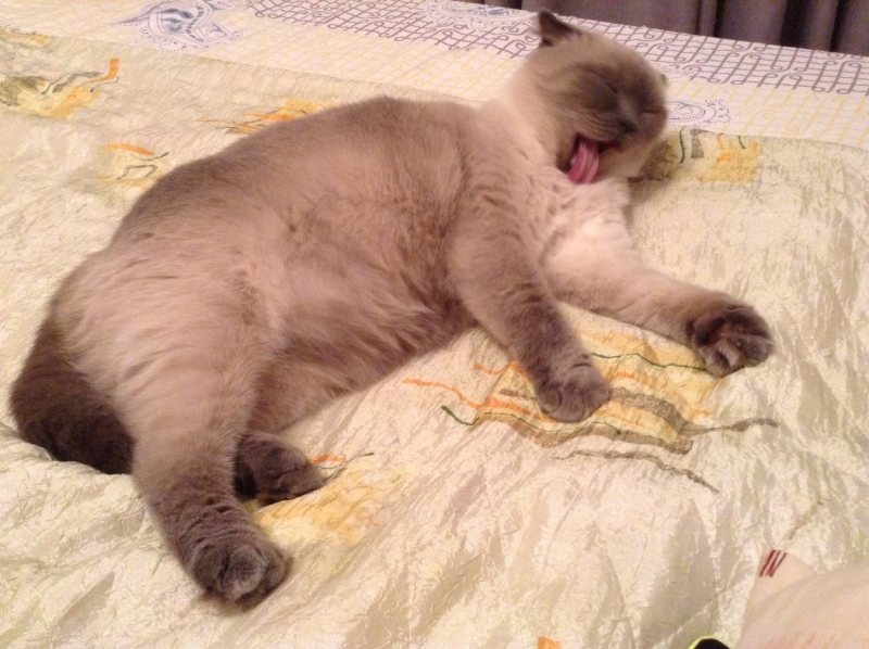 Поговорим о кошках41