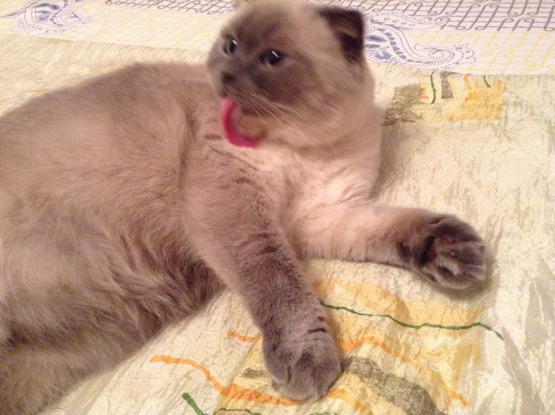 Поговорим о кошках41