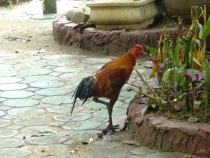 Чиангмай - Сукхотай - Аюттая - Ча-Ам, август 2011