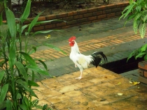 Чиангмай - Сукхотай - Аюттая - Ча-Ам, август 2011