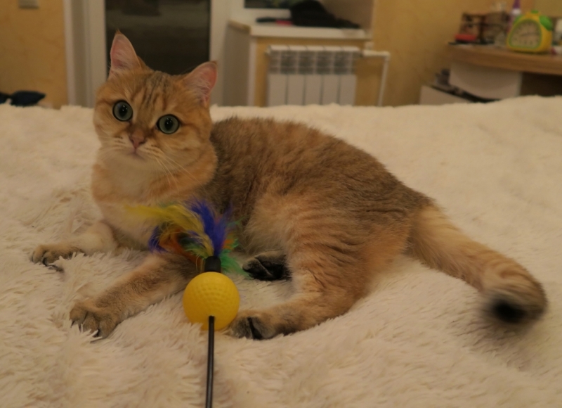 Поговорим о кошках41