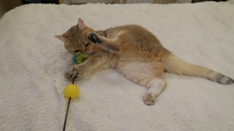 Поговорим о кошках41