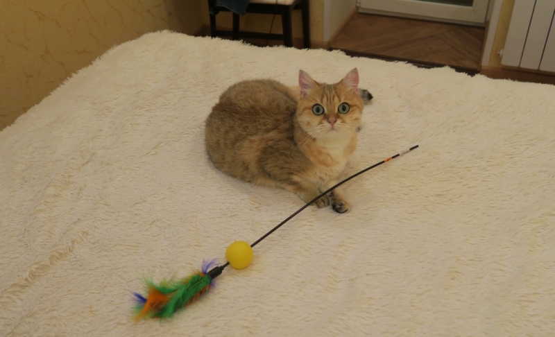 Поговорим о кошках41