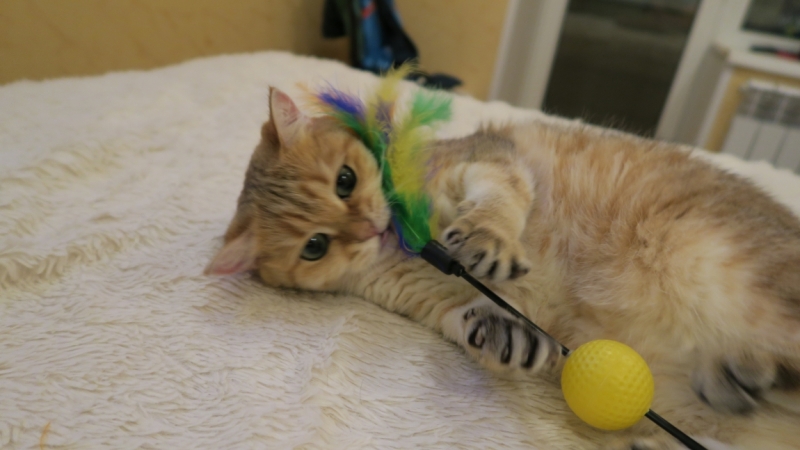 Поговорим о кошках41