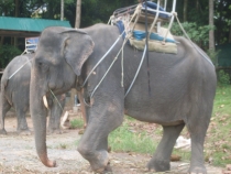 отчёт о полуторамесячном путешествии по Таиланду