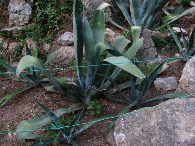 Западный берег Крыма: мыс Тарханкут, пещерные города, Севастополь и Форос. Май 2016