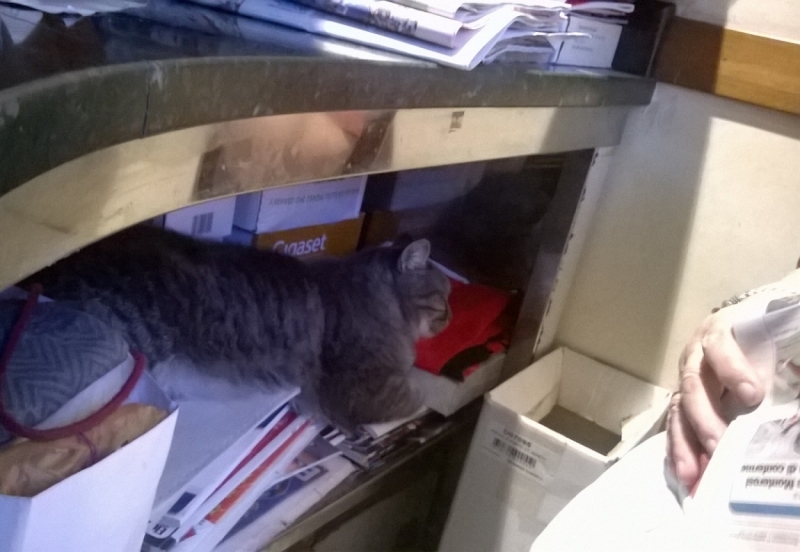 Поговорим о кошках41